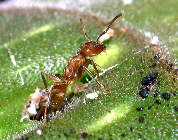 FIGURE 1a FIGURE 1a